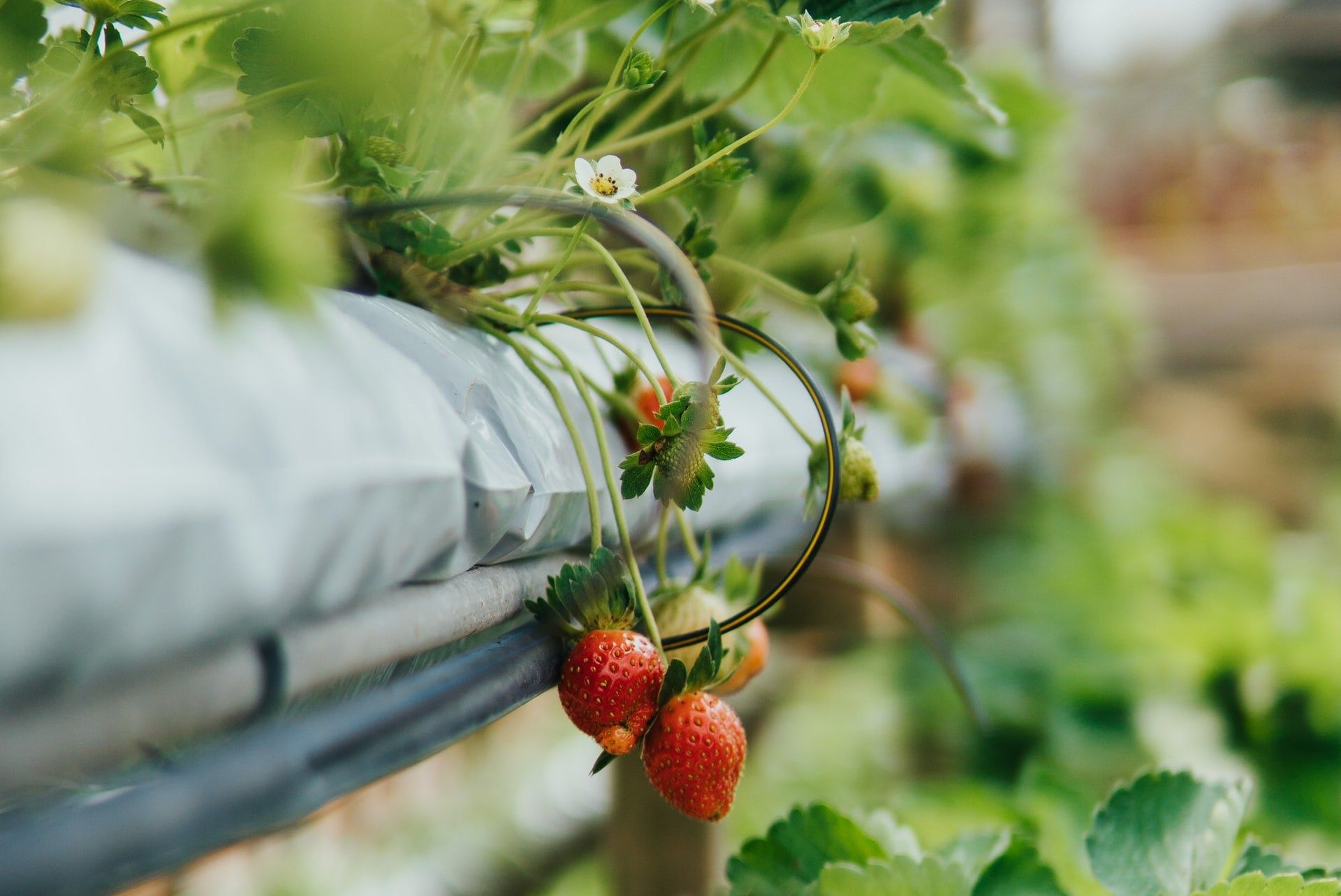 Making the Complex Simple: Aquaponics Edition